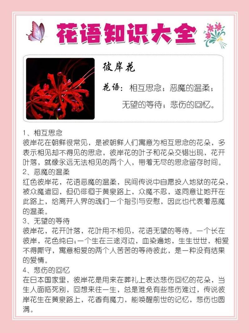 彼岸花的文化意义