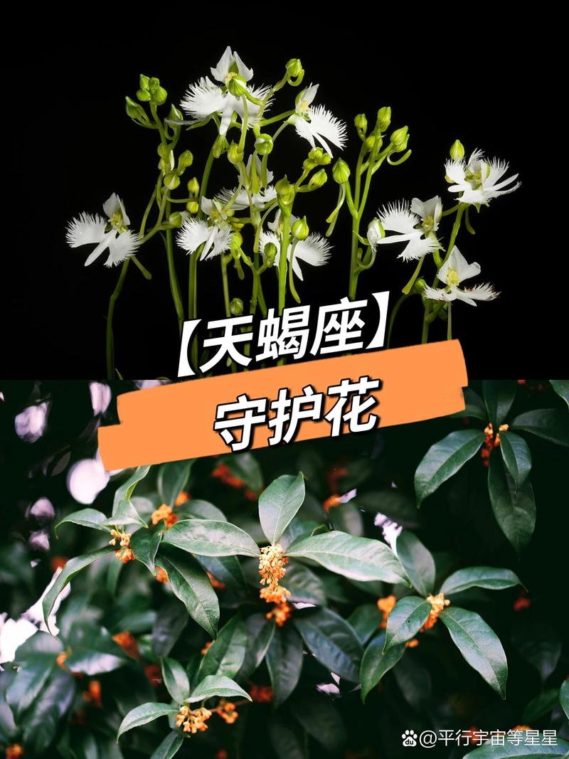 天蝎座守护花和花语是什么