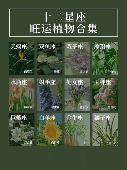 白羊座适合养什么植物